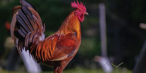 gamefowl services|Our Gamefowl Feeds .